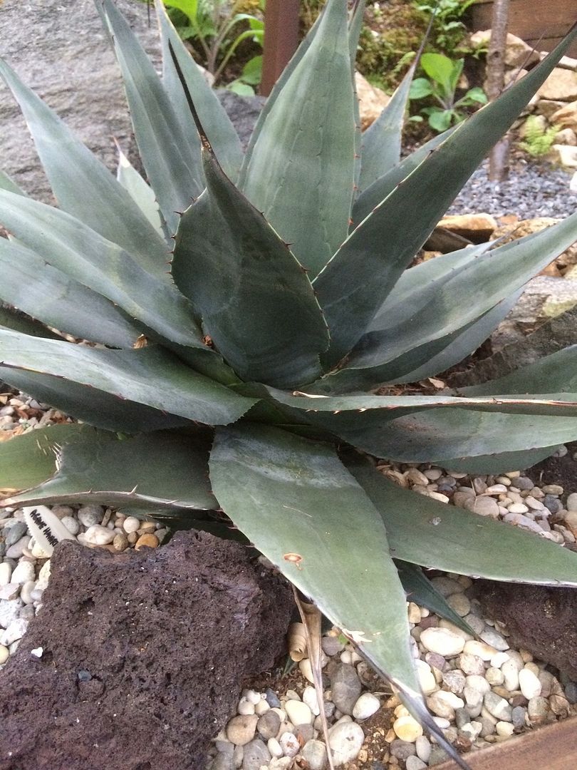 Agave Havardiana photo Agave Havardiana_zpsv5hl6i0q.jpg