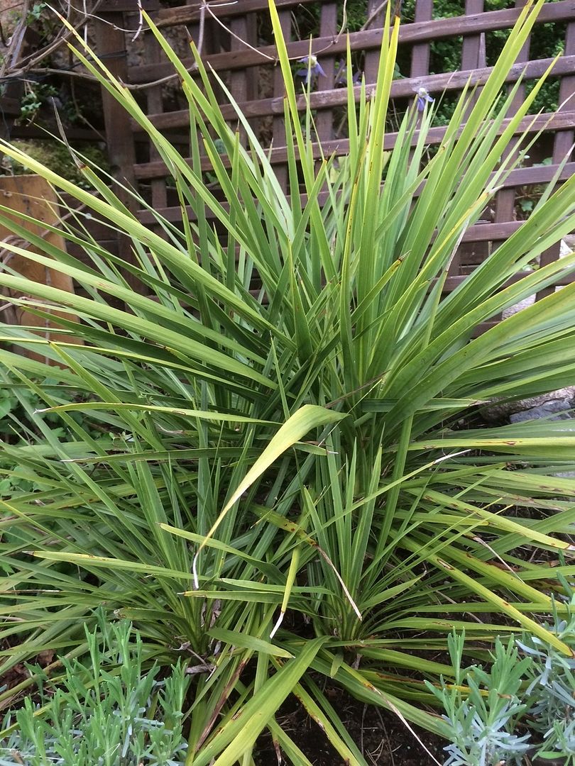 Cordyline Australis photo Cordyline Australis_zps1aijaceb.jpg