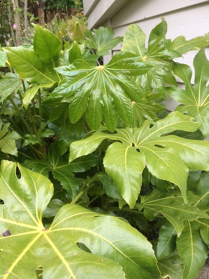 Fatsia Japonica photo Fatsia Japonica_zpsvw9vzv8v.jpg