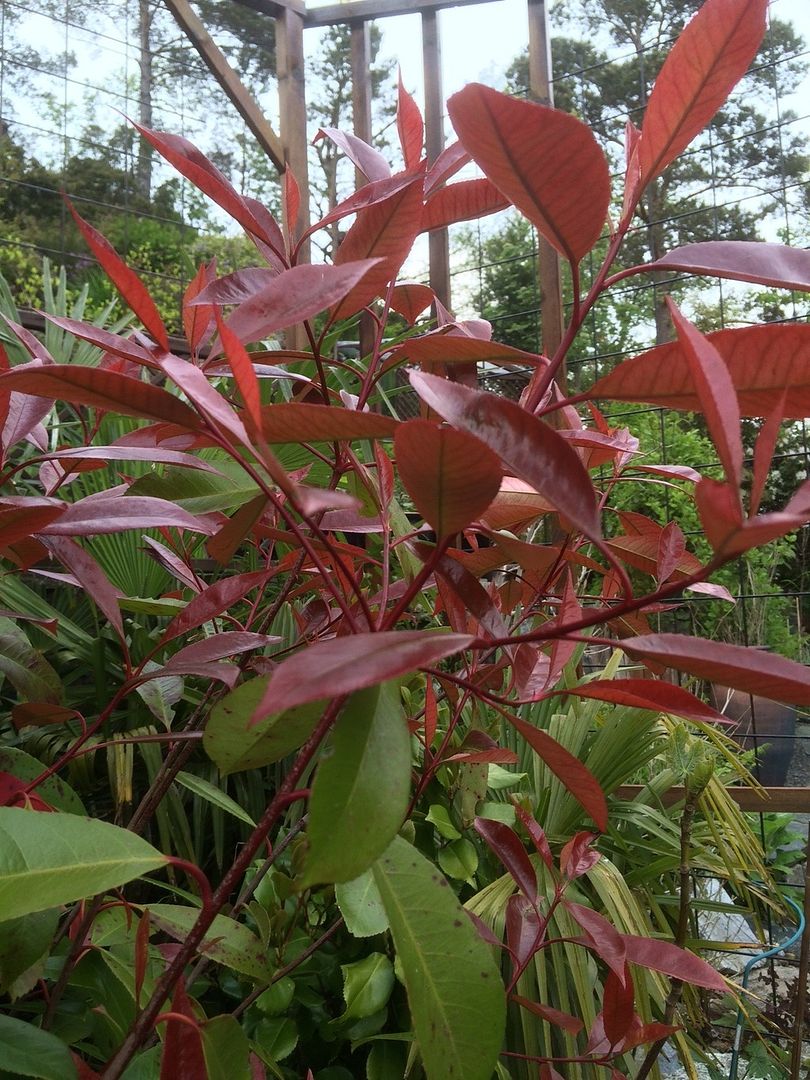 Photinia (Red Robin) photo Photinia_zpsjutovjoq.jpg