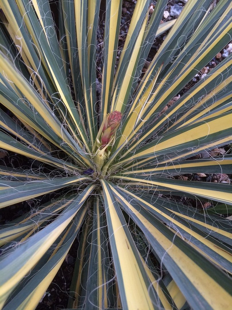 Yucca Filamentosa photo Yucca Filamentosa_zpsvu6qavwr.jpg