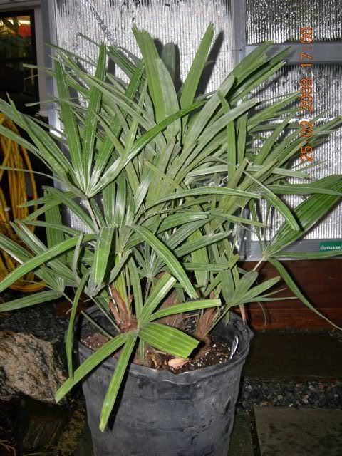 Rhapidophyllum Hystrix