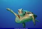 Sea Turtle