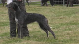 lurcherworldpart22008002.jpg