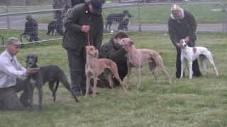 lurcherworldpart22008005.jpg