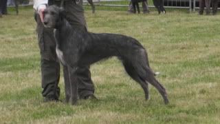 lurcherworldpart22008007.jpg