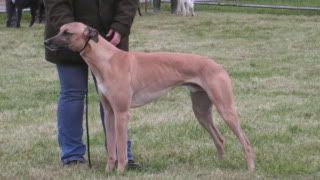 lurcherworldpart22008008.jpg