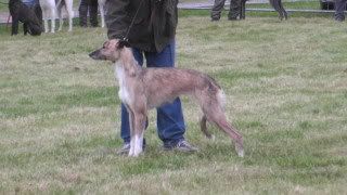 lurcherworldpart22008009.jpg