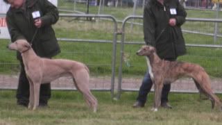 lurcherworldpart22008016.jpg