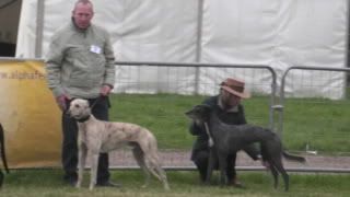 lurcherworldpart22008018.jpg