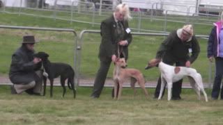 lurcherworldpart22008023.jpg