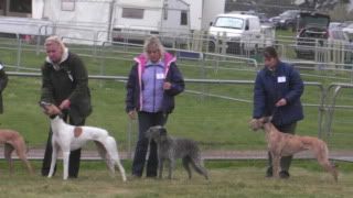 lurcherworldpart22008024.jpg