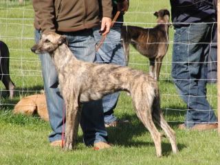 midlandgamefair2010012.jpg