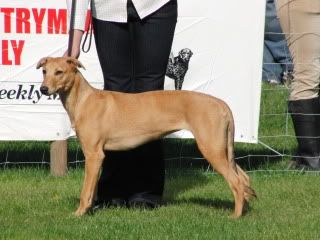 midlandgamefair2010013.jpg