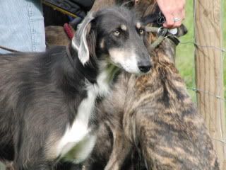 midlandgamefair2010017.jpg