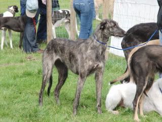 midlandgamefair2010018.jpg