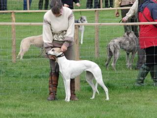 midlandgamefair2010025.jpg