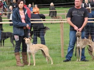 midlandgamefair2010026.jpg