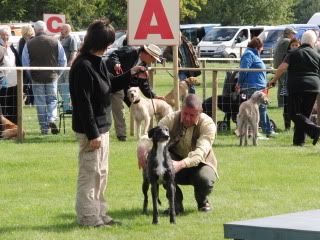 midlandgamefair2010040.jpg