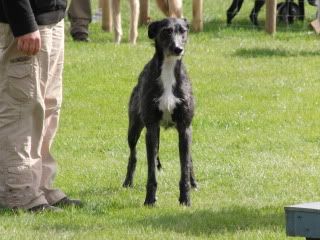 midlandgamefair2010041.jpg