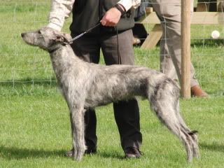 midlandgamefair2010044.jpg