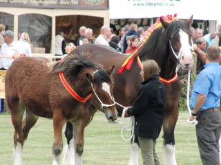 midlandgamefair2010053.jpg