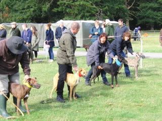 midlandgamefair2011007.jpg