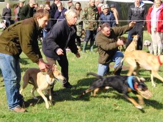 midlandgamefair2011017.jpg