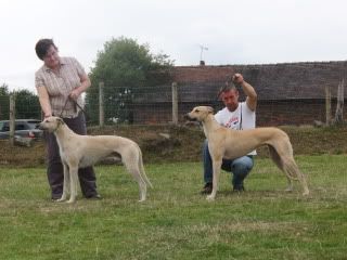 northstaffshuntshow2011012.jpg