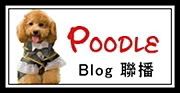 Poodle貴賓- 寵物聯播網