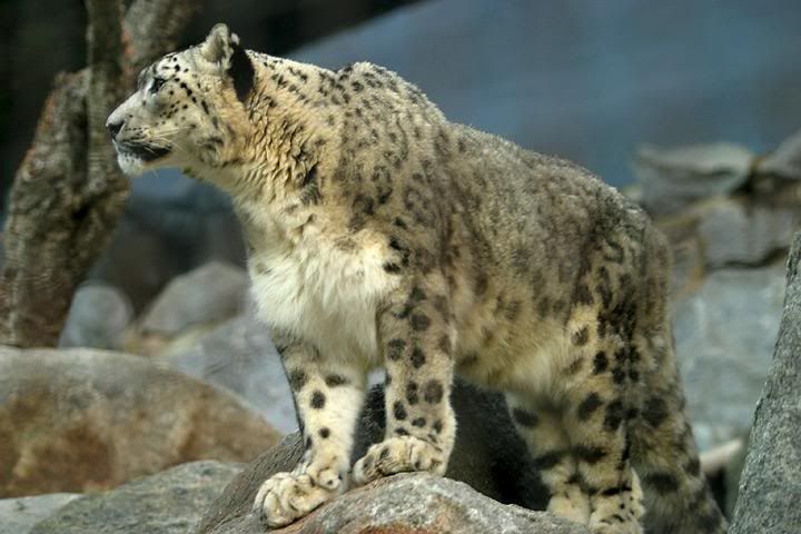 Lightmatter_snowleopard.jpg