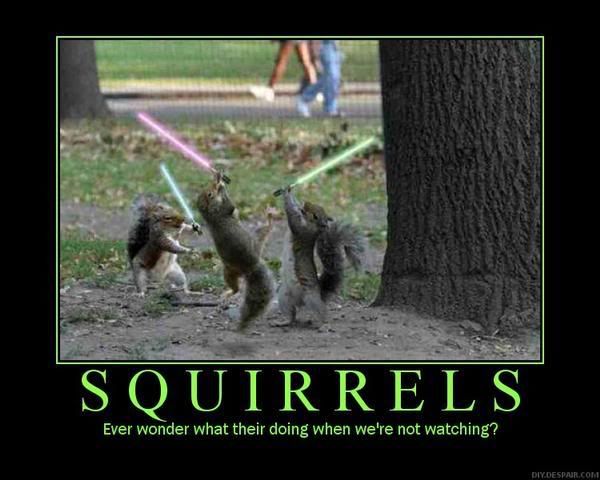 Squirrels-2.jpg