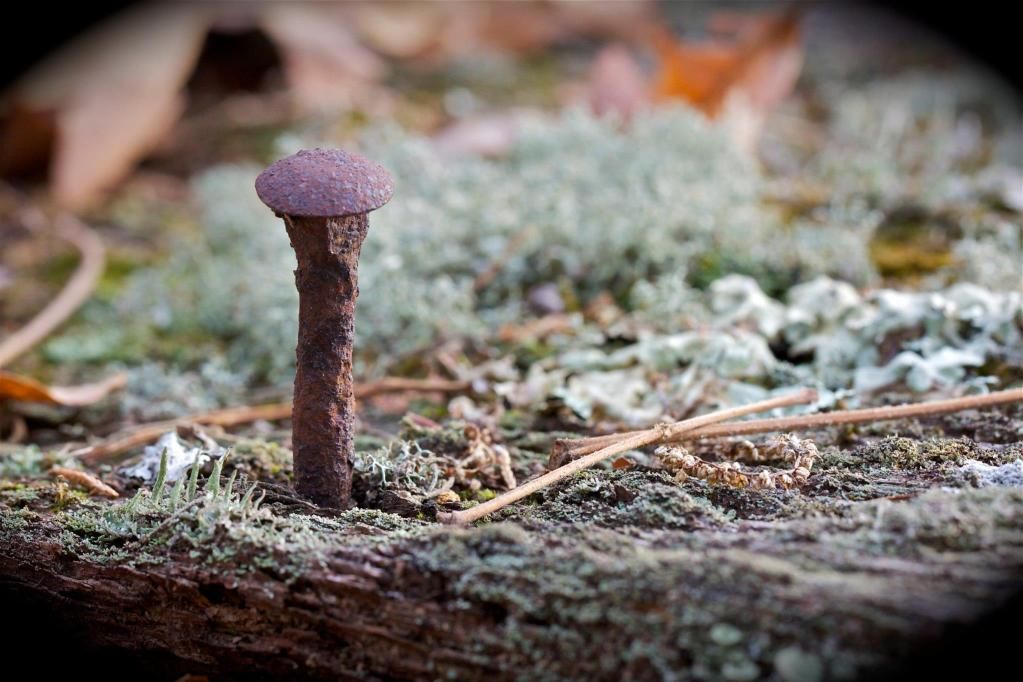 IMAGE: http://i204.photobucket.com/albums/bb225/Shadowcaver/Facebook/Macros/736200_181154105360970_2049042689_o.jpg