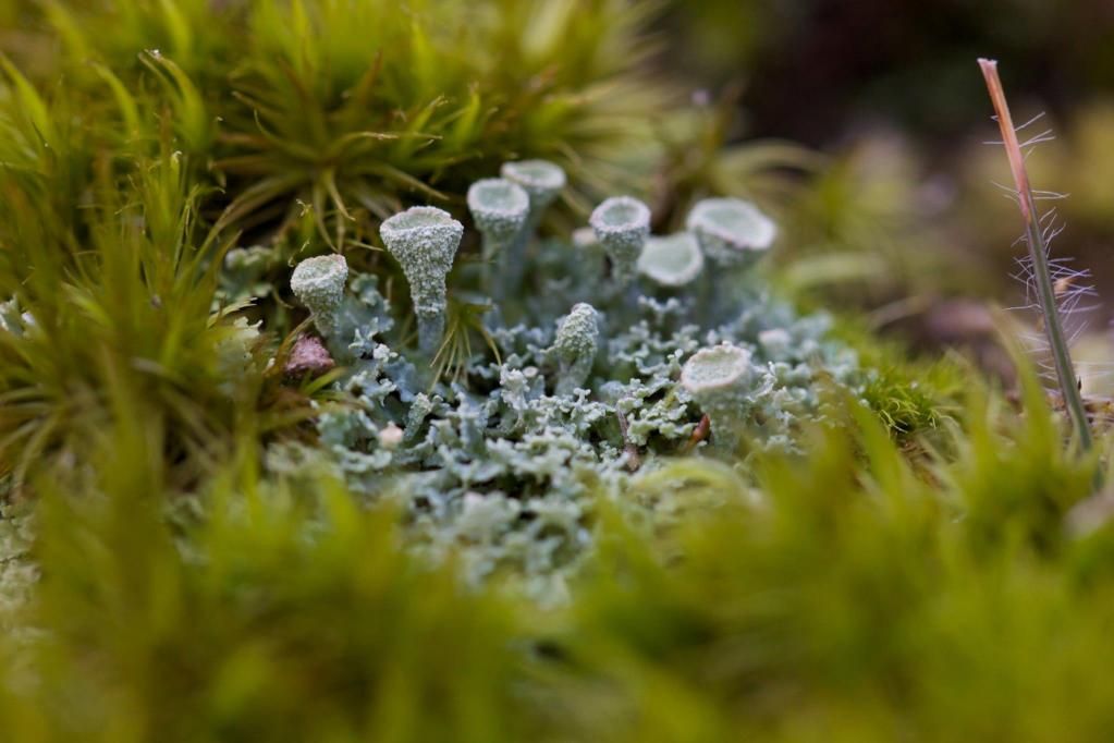 IMAGE: http://i204.photobucket.com/albums/bb225/Shadowcaver/Facebook/Macros/736779_181196658690048_626070697_o.jpg