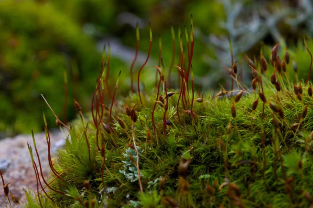 IMAGE: http://i204.photobucket.com/albums/bb225/Shadowcaver/Facebook/Macros/737393_181180958691618_1063192157_o.jpg