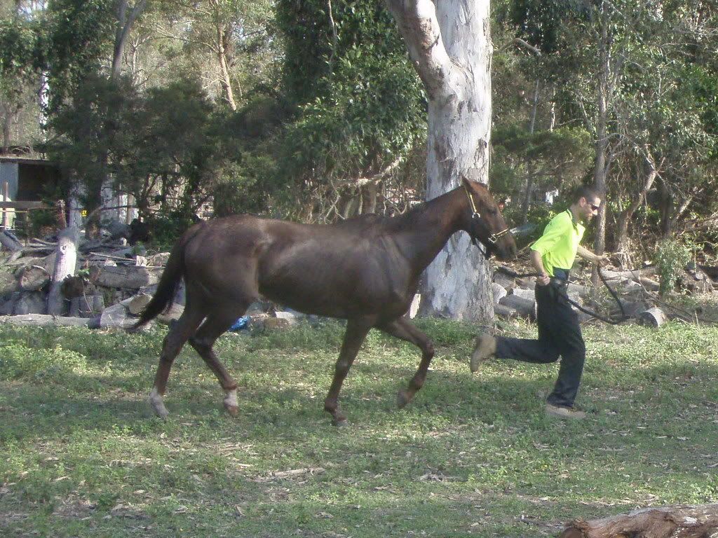 possums journey back to health The Horse Forum