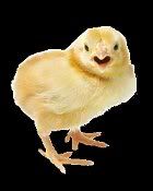 CHICKENLITTLEavatar.jpg picture by cap_franklin