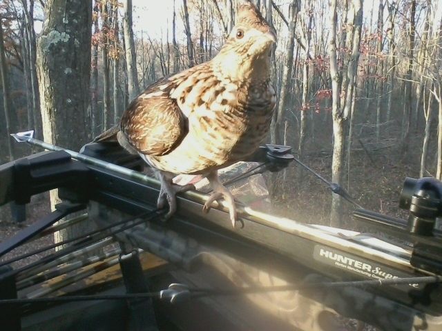 grouse1_zpsbd5790b8.jpg