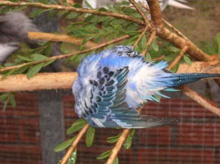 Bluebudgiebath_450x337.jpg