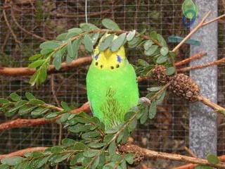 Budgiehiding_450x337.jpg