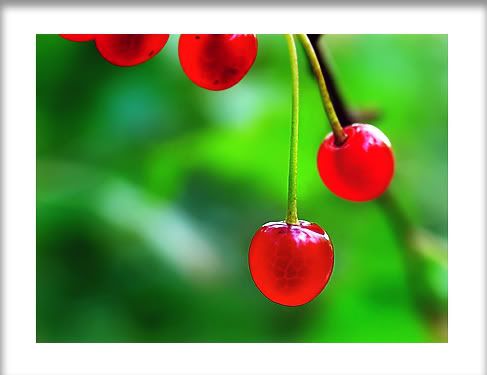 cherry Pictures, Images and Photos