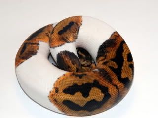 09pied-m1.jpg