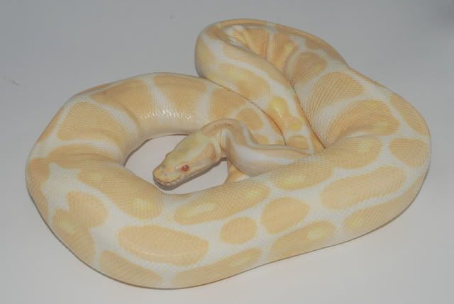 Albino1.jpg