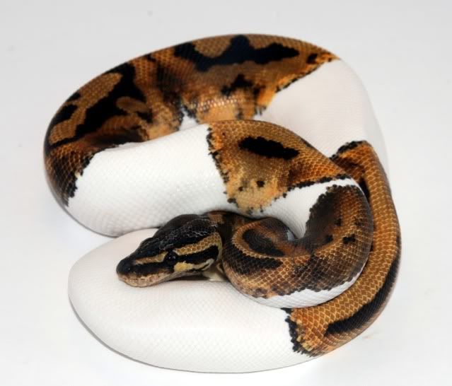 pied1.jpg