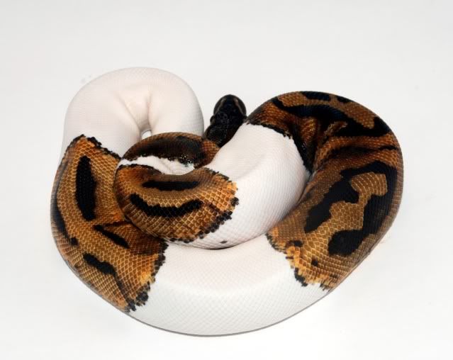 pied3.jpg