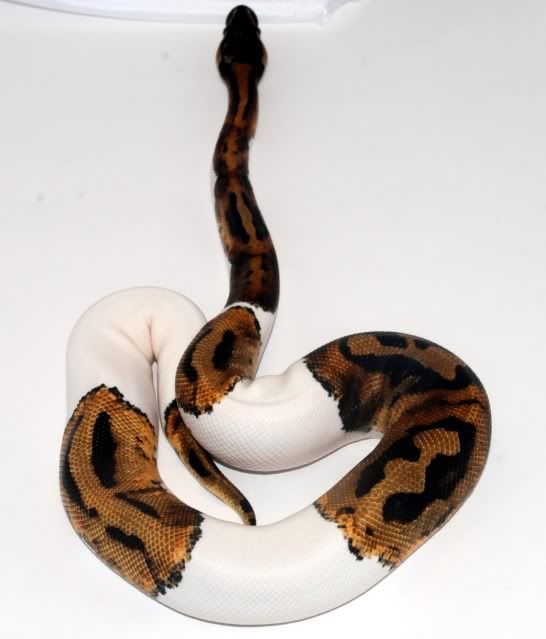 pied4.jpg