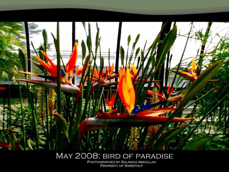Birdofparadiseimage.jpg