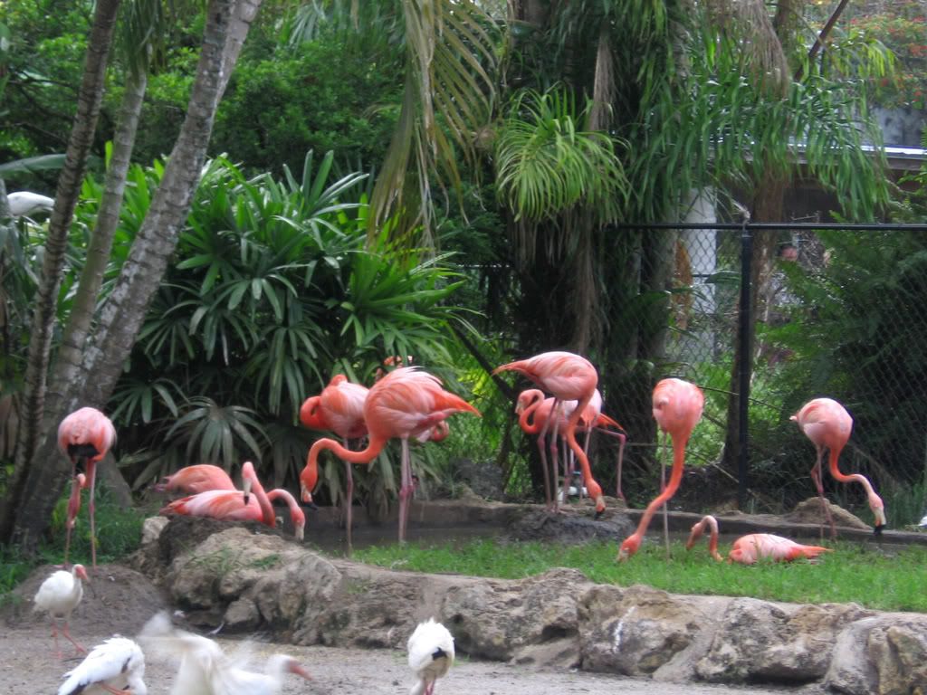 Flamingoes!