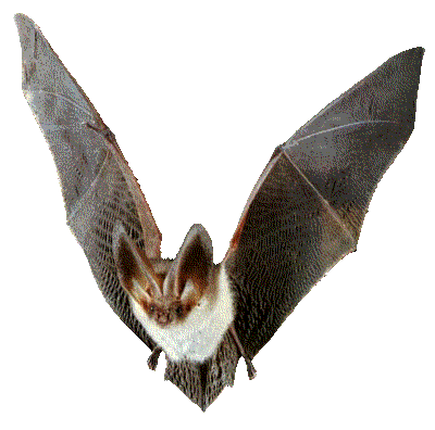 PIPISTRELLO