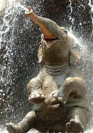 water-elephant.jpg